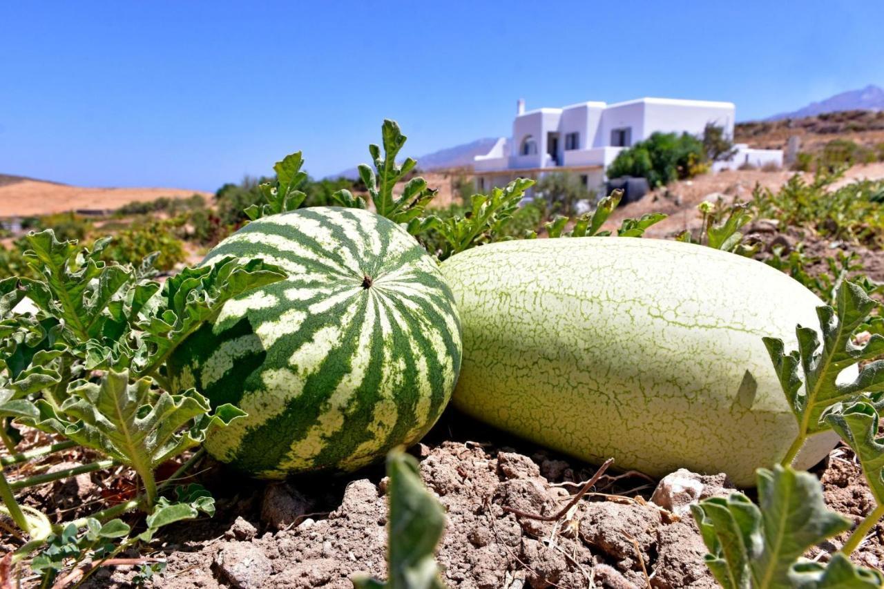 Relaxia Estate Naxos Appartement Galini  Buitenkant foto